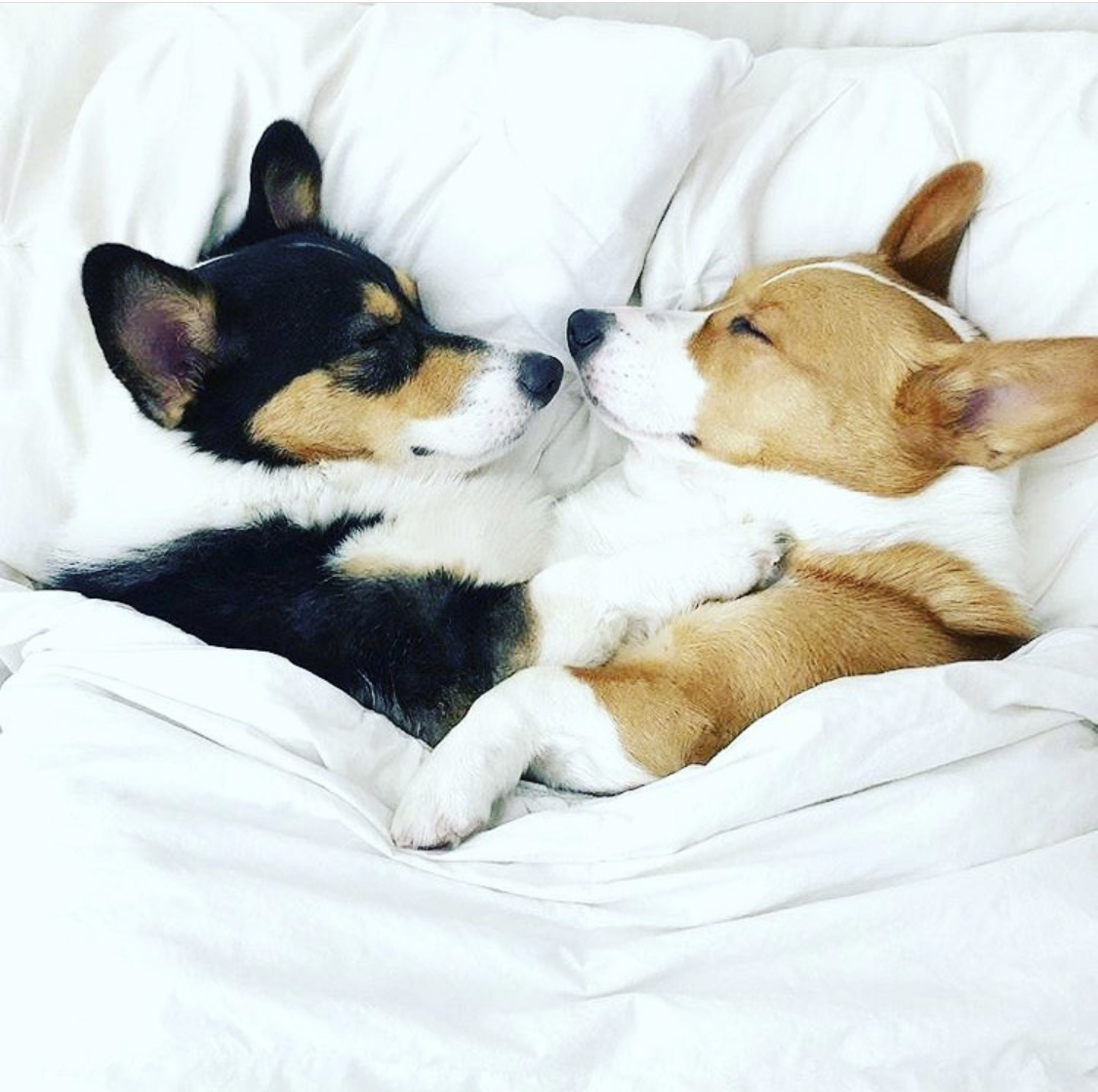 two Corgis snuggled in bed while sleeping and facing each other