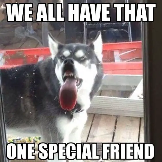 funny Siberian Husky licking the grass door while pressing its muzzles from the outside photo with a text 