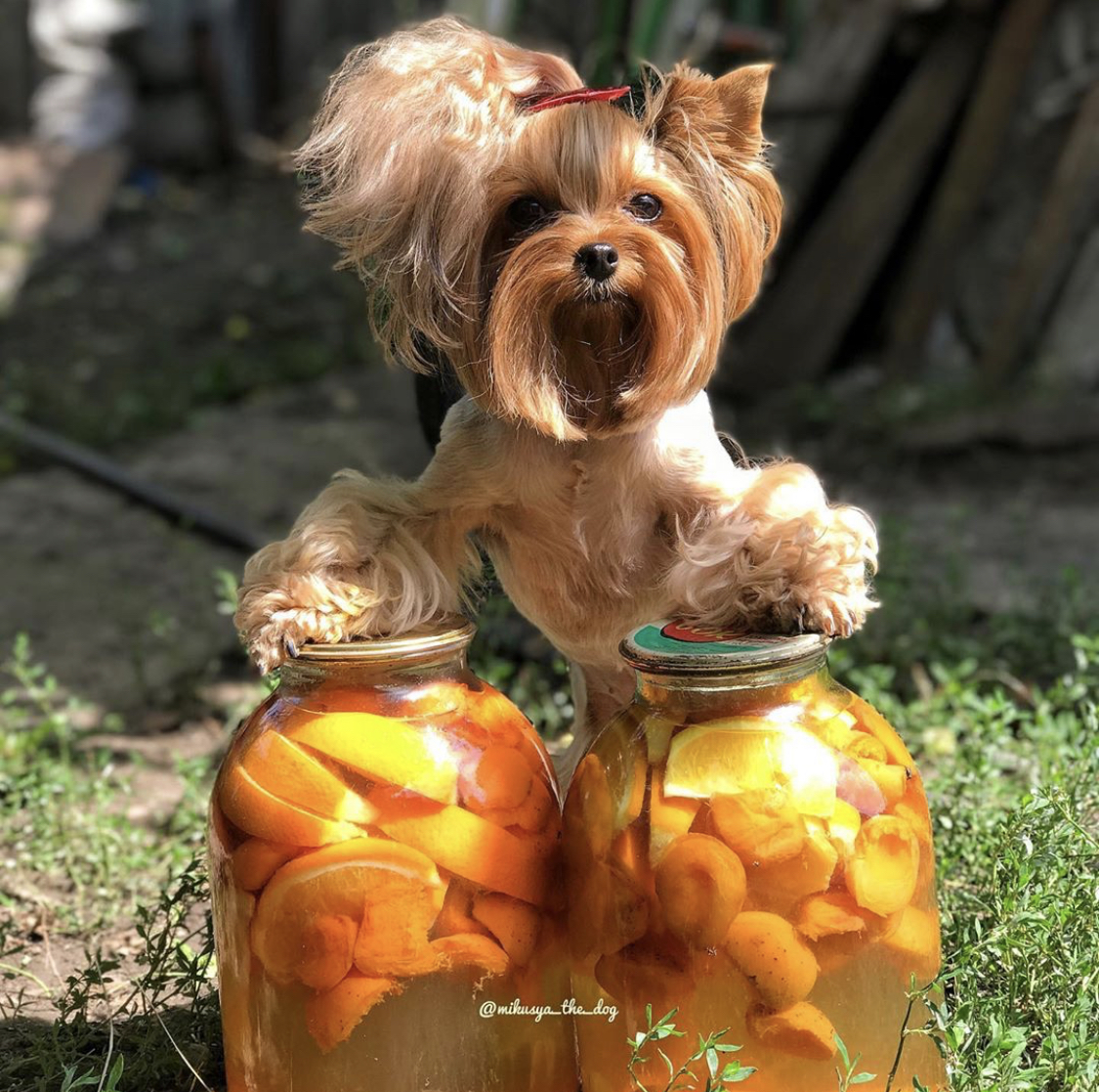 Yorkshire Terrier standing up behind the compote in a jar