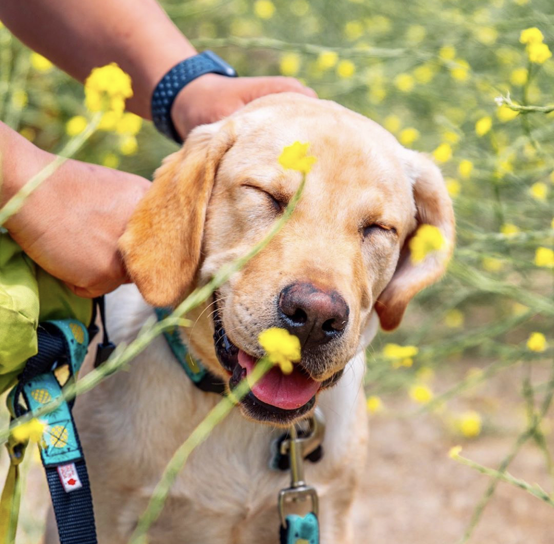 A Labrador Retriever in the filed of yellow flowers with a man fixing is collar from behind