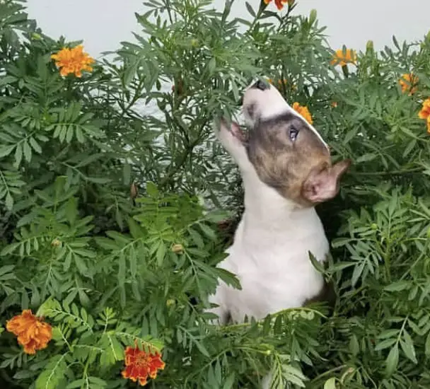 A Bull Terrier sitting in the middle of the plant with blooming flowers and green leaves