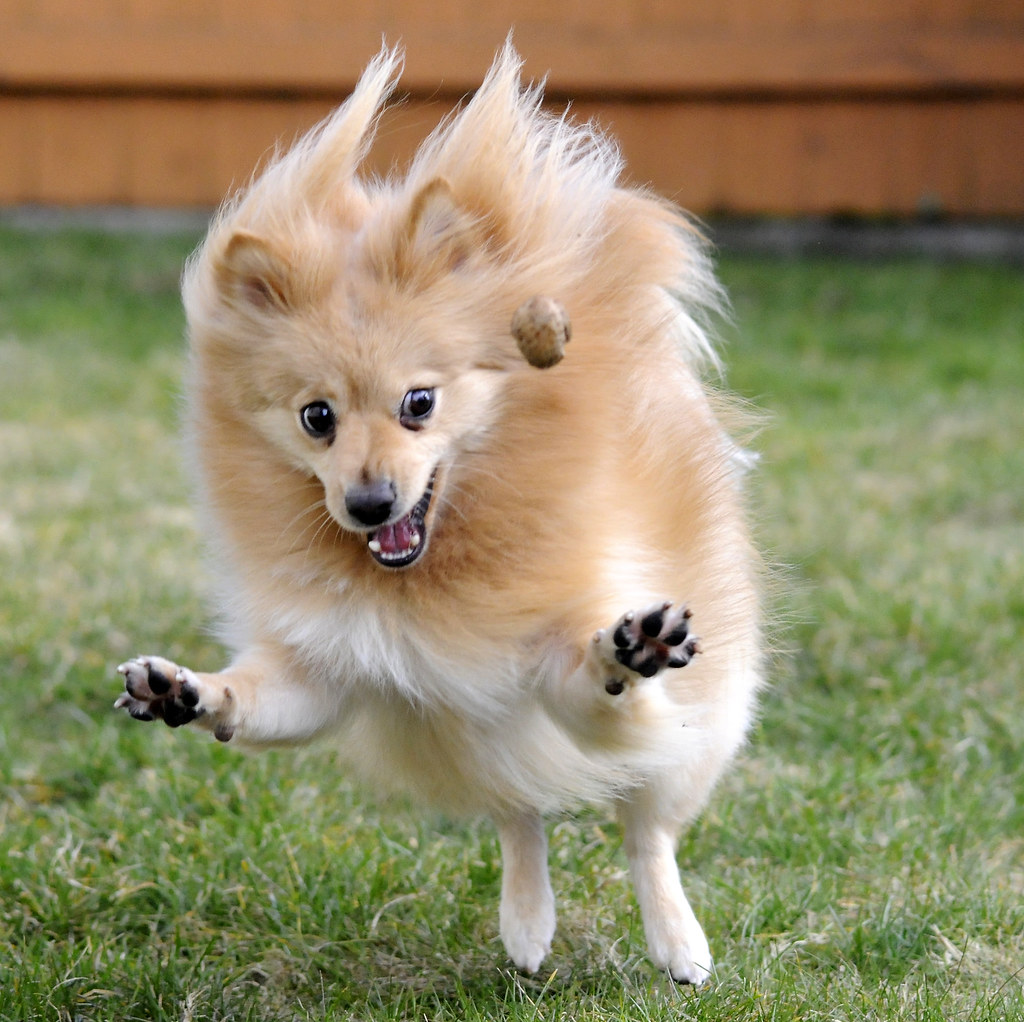 A Pomeranian running in the yard while catching something