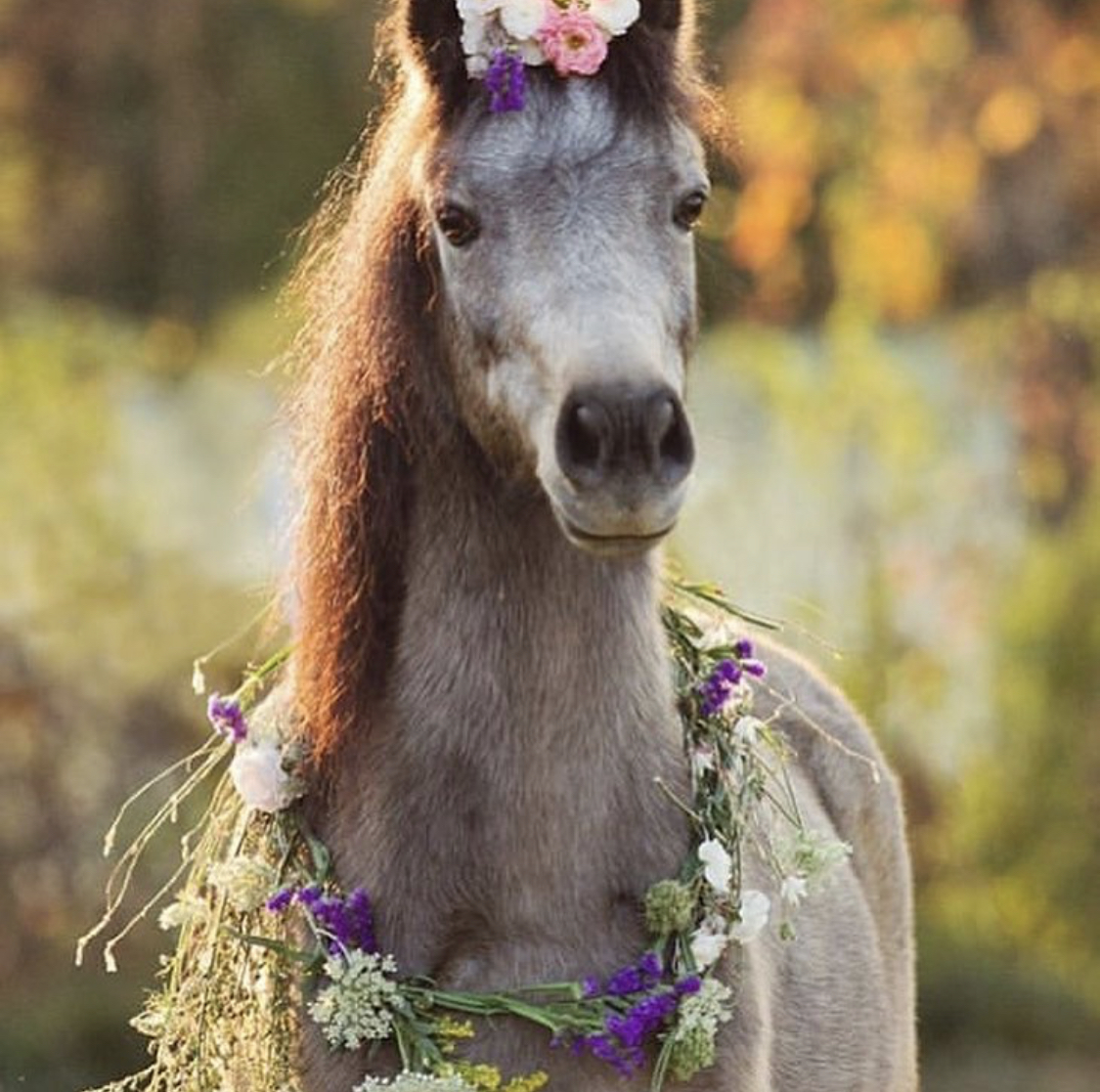 A Horse wearing flowers around its neck and on top of its head