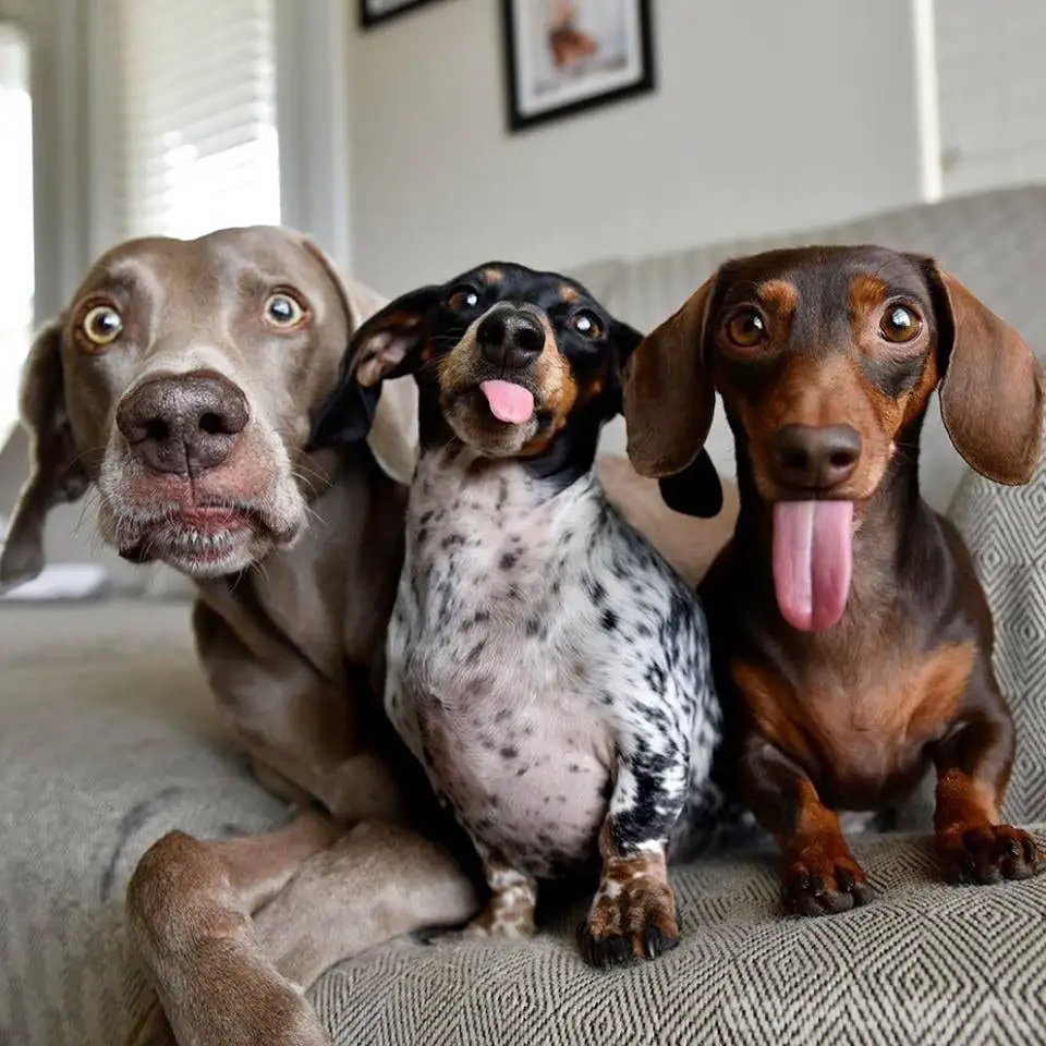 two Dachshunds wit their tongue sticking out and with a large dog lying on the couch showing its round shocked eyes