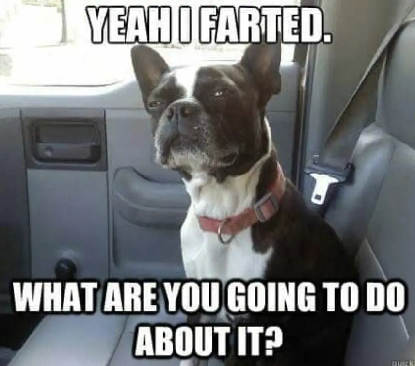 French Bulldog sitting in the passenger seat inside the car with a text 