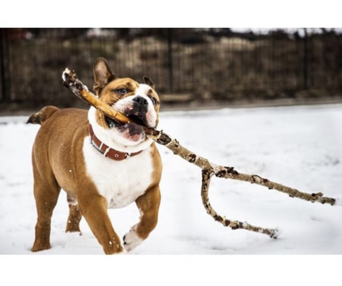 An English Bulldog running in snow outdoors while holding a stick with its mouth