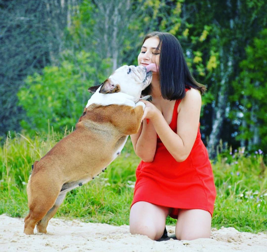 A English Bulldog kneeling in the sand while a English Bulldog is licking her cheeks