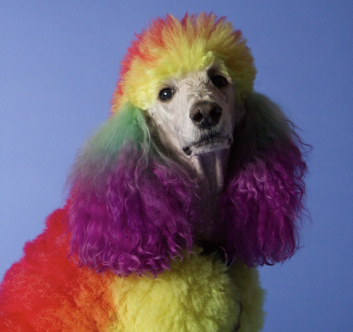 A Poodle with colorful fur against the blue sky