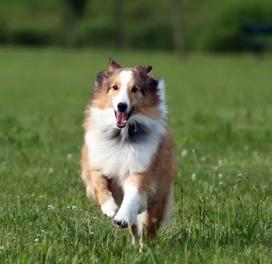 A Shetland Sheepdog running in the field of grass while smiling