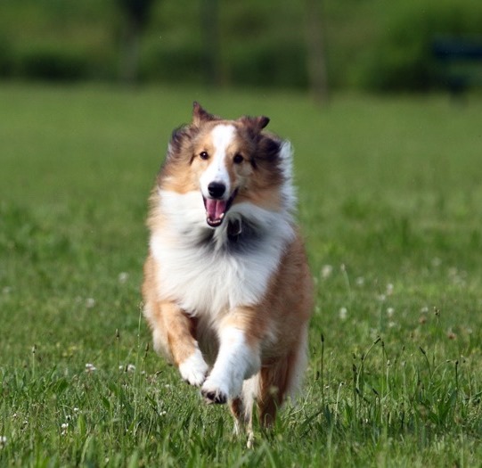 A Shetland Sheepdog running in the field of grass while smiling