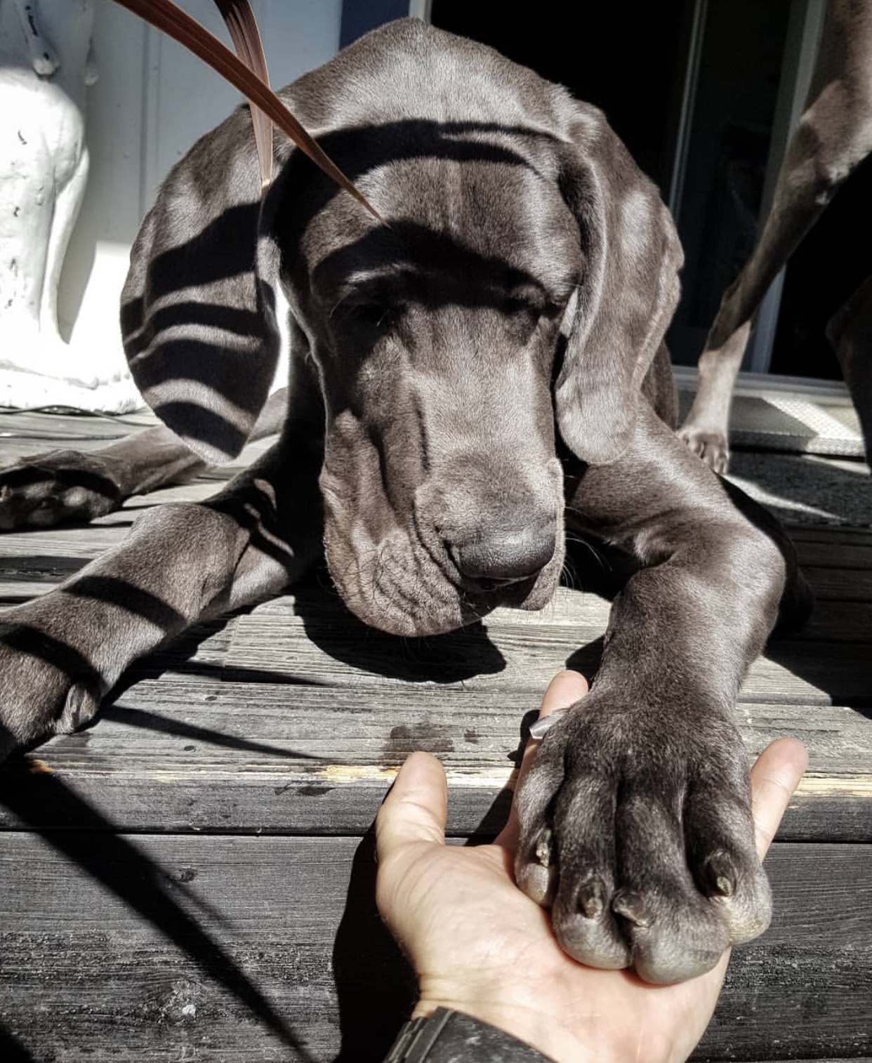 Great Dane lying down on the wooden floor while giving a paw to a man