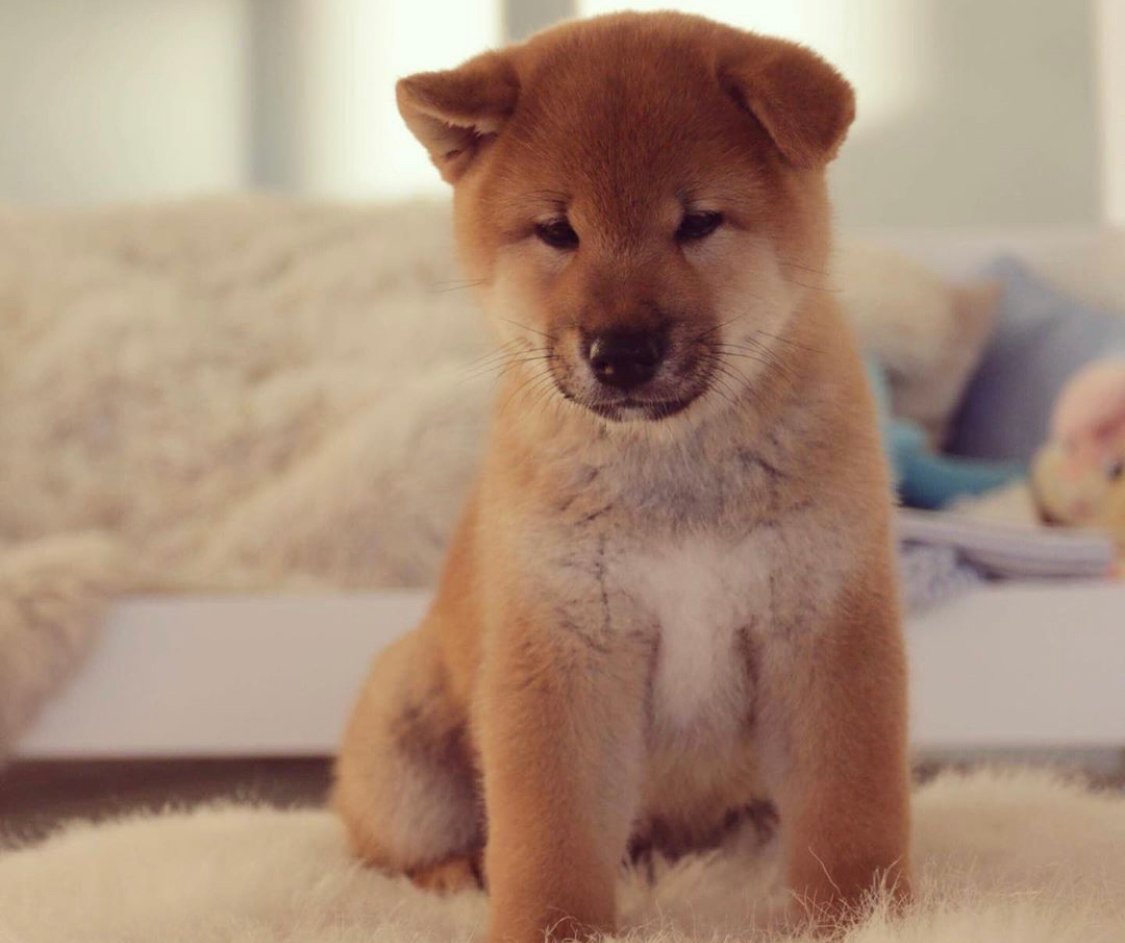 A Shiba Inu puppy sitting on the bed