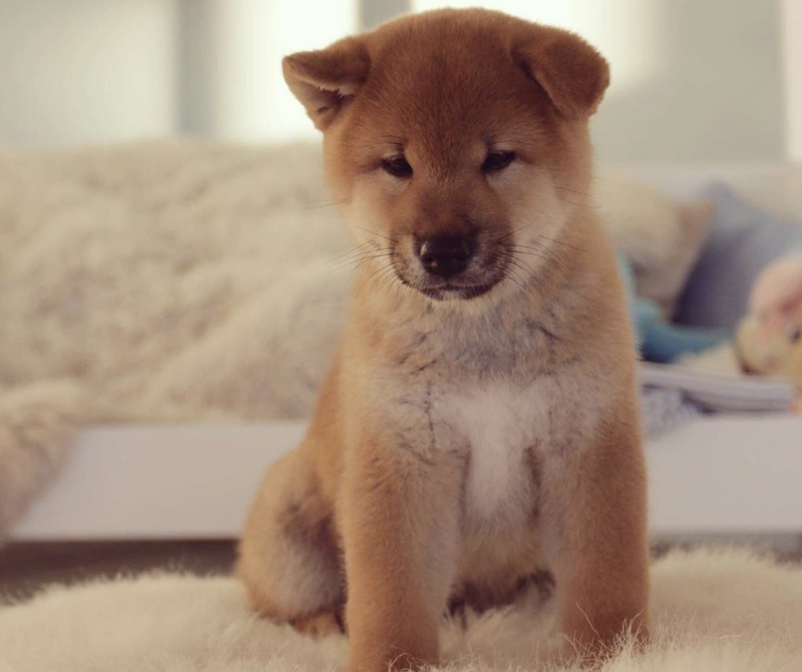 A Shiba Inu puppy sitting on the bed