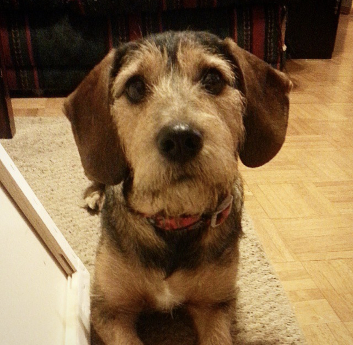 Basset Nauzer lying down on the carpet with its begging face