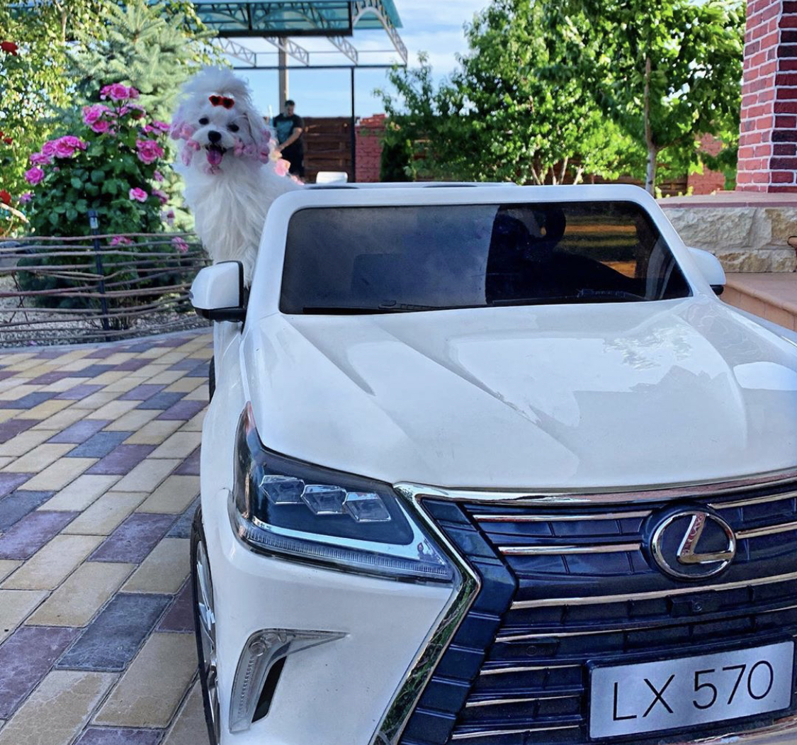 A Maltese standing with its upper body outside the car window