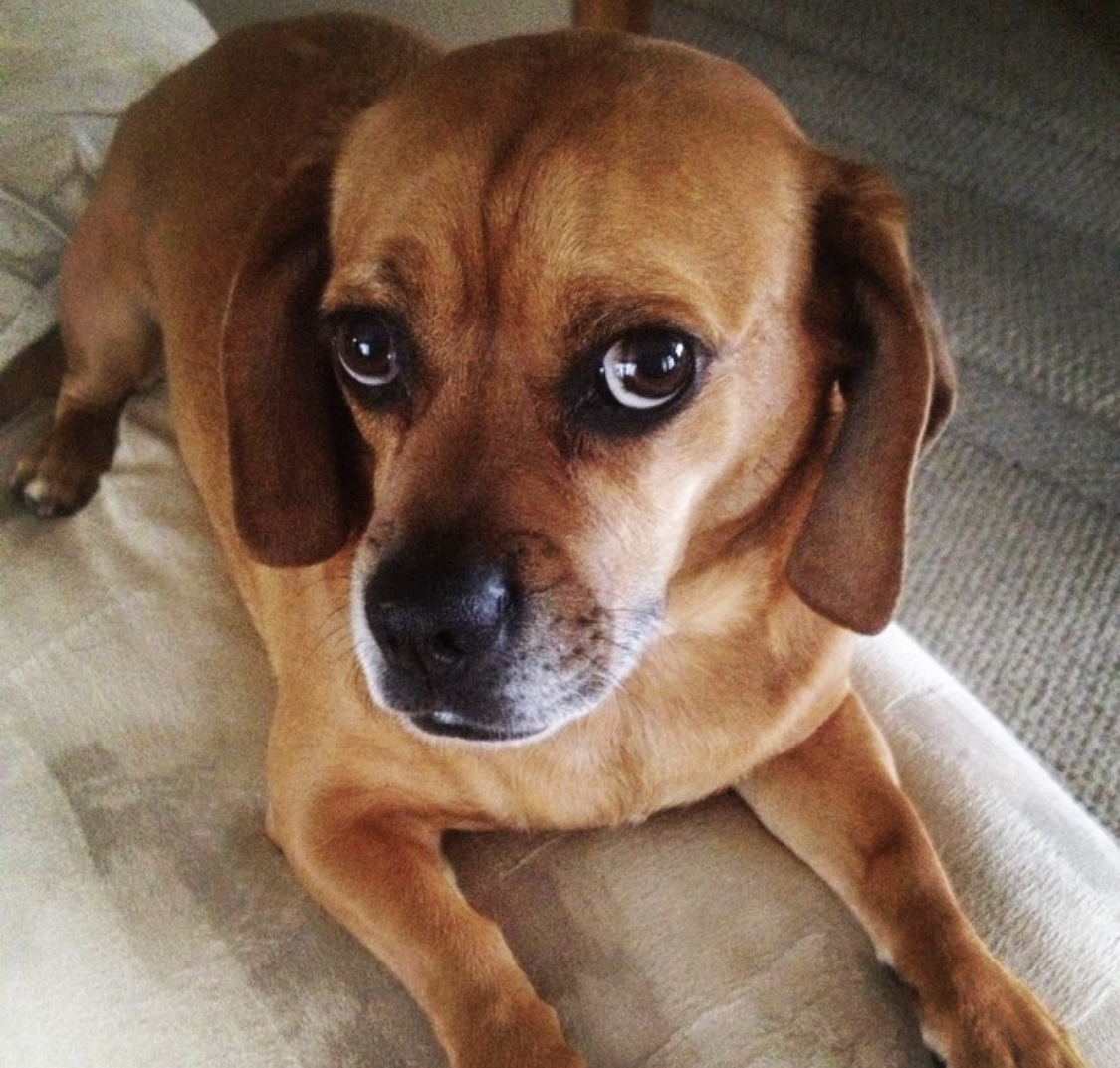 Basset Pug lying on its bed with its sad eyes