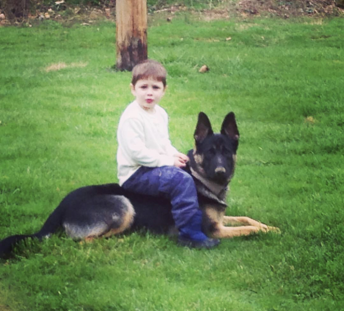 A German Shepherd lying on the green grass while a boy is sitting on his back