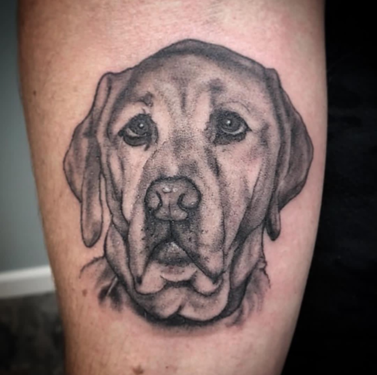 black and gray serious face of a Labrador Retriever tattoo on the forearm