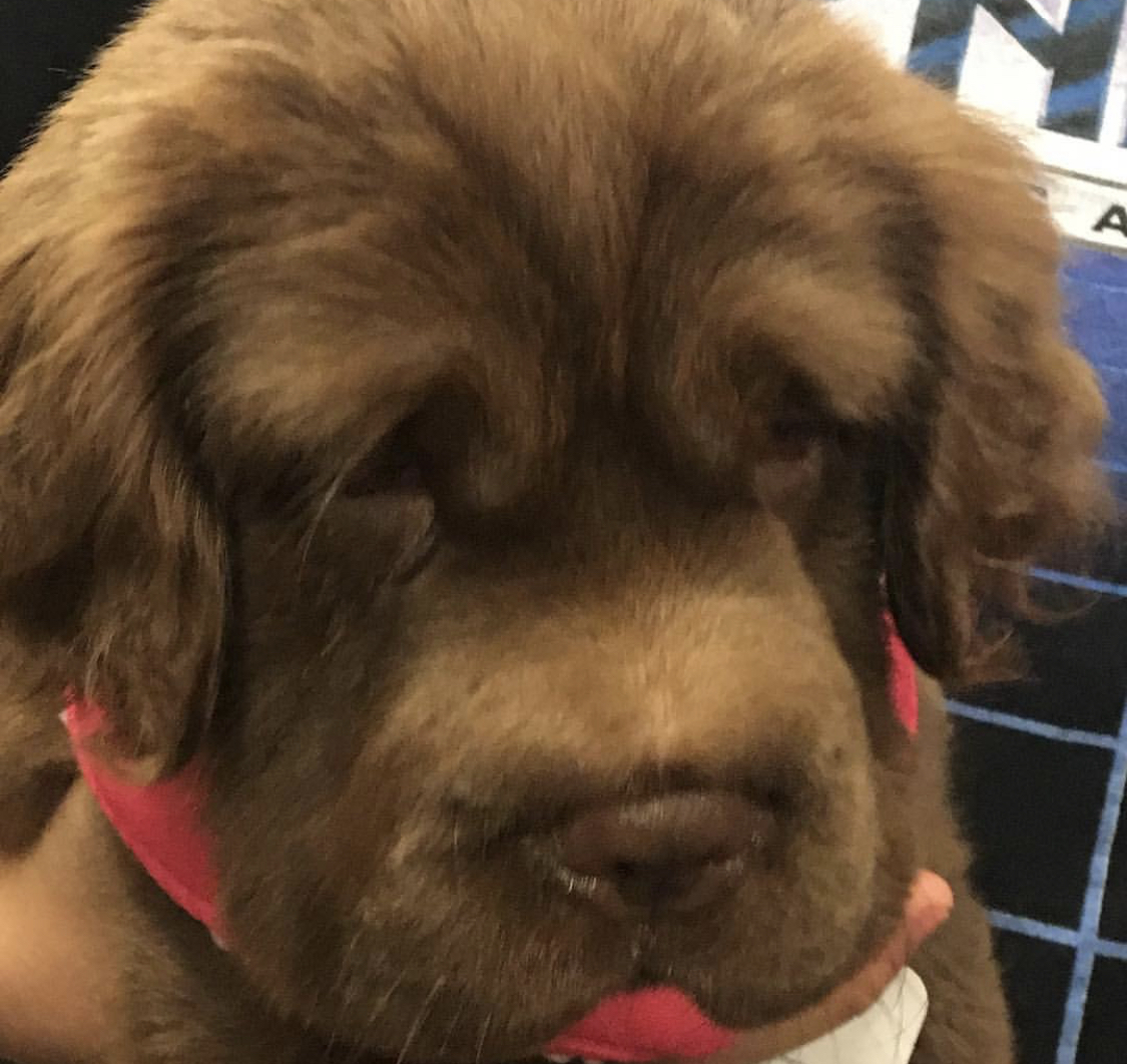 brown Cocker Shar Pei sad face