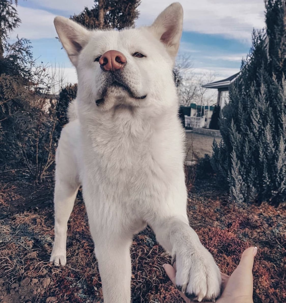 Akita standing in the yard while giving a paw to a woman