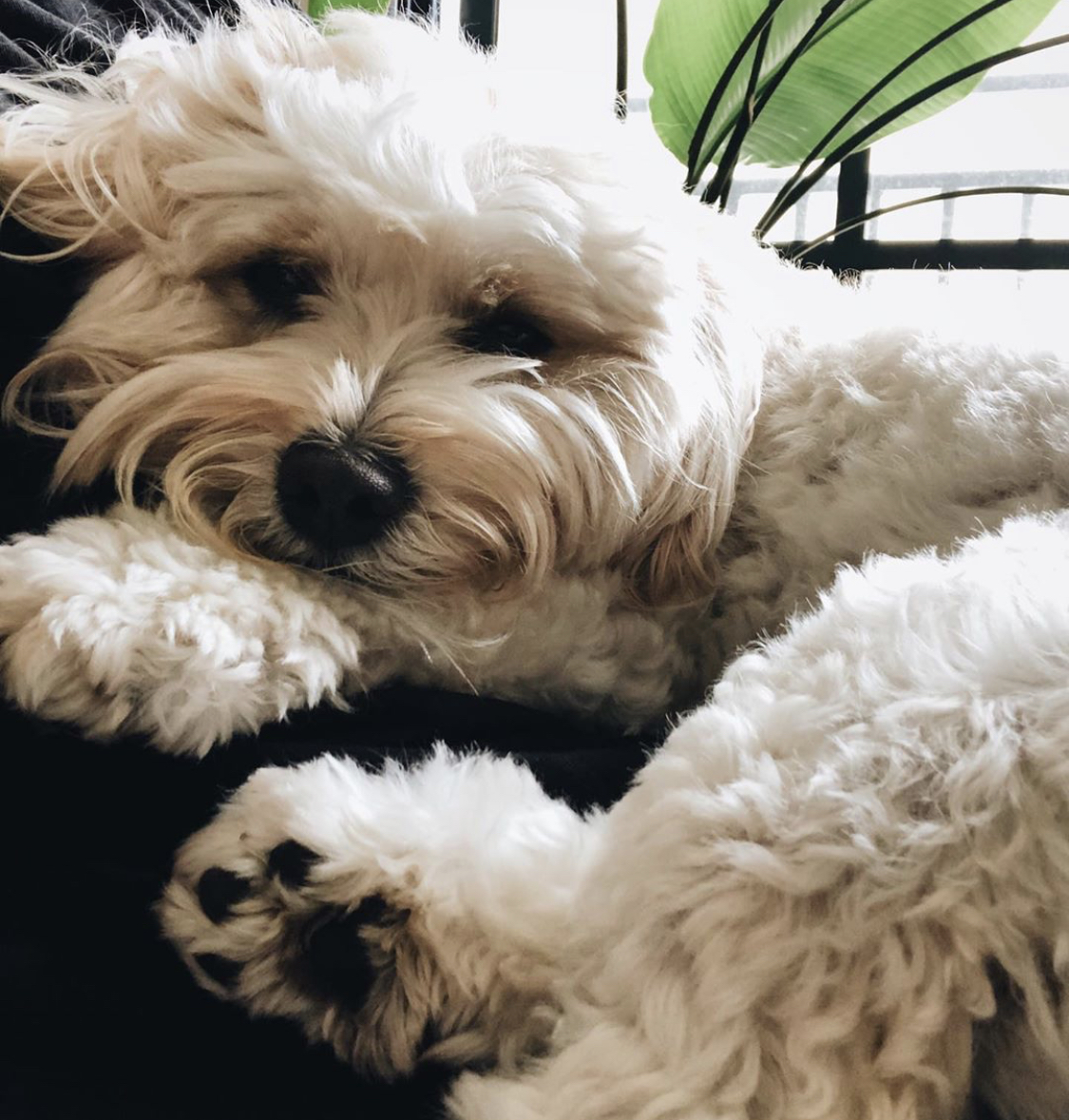 white Maltipoop lying in its beside its owner with its adorable face