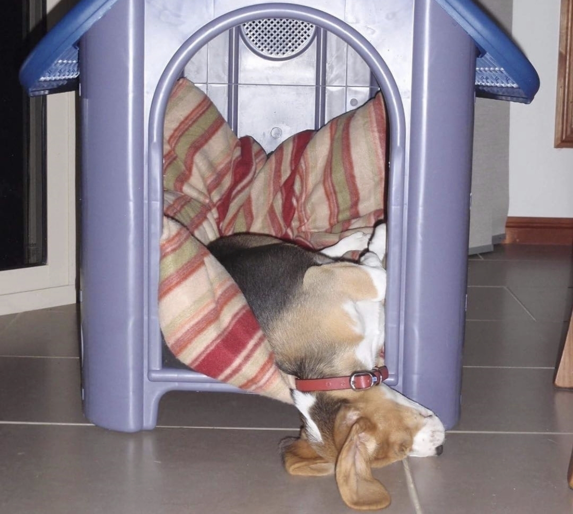 Beagle sleeping inside the dog house with its head hanging on the floor