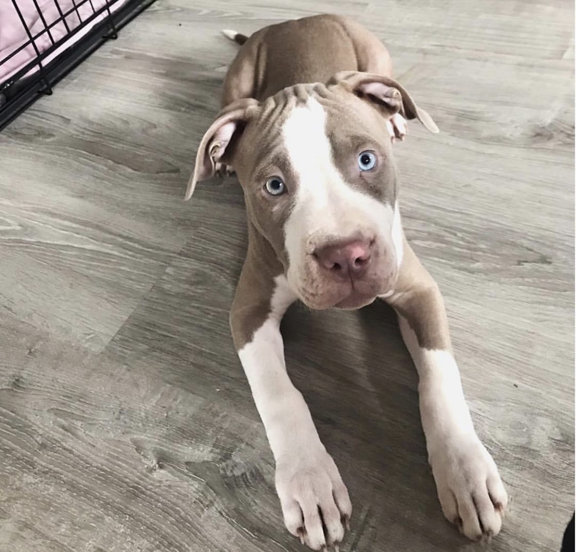 A Pit Bull puppy lying on the floor with its sad face