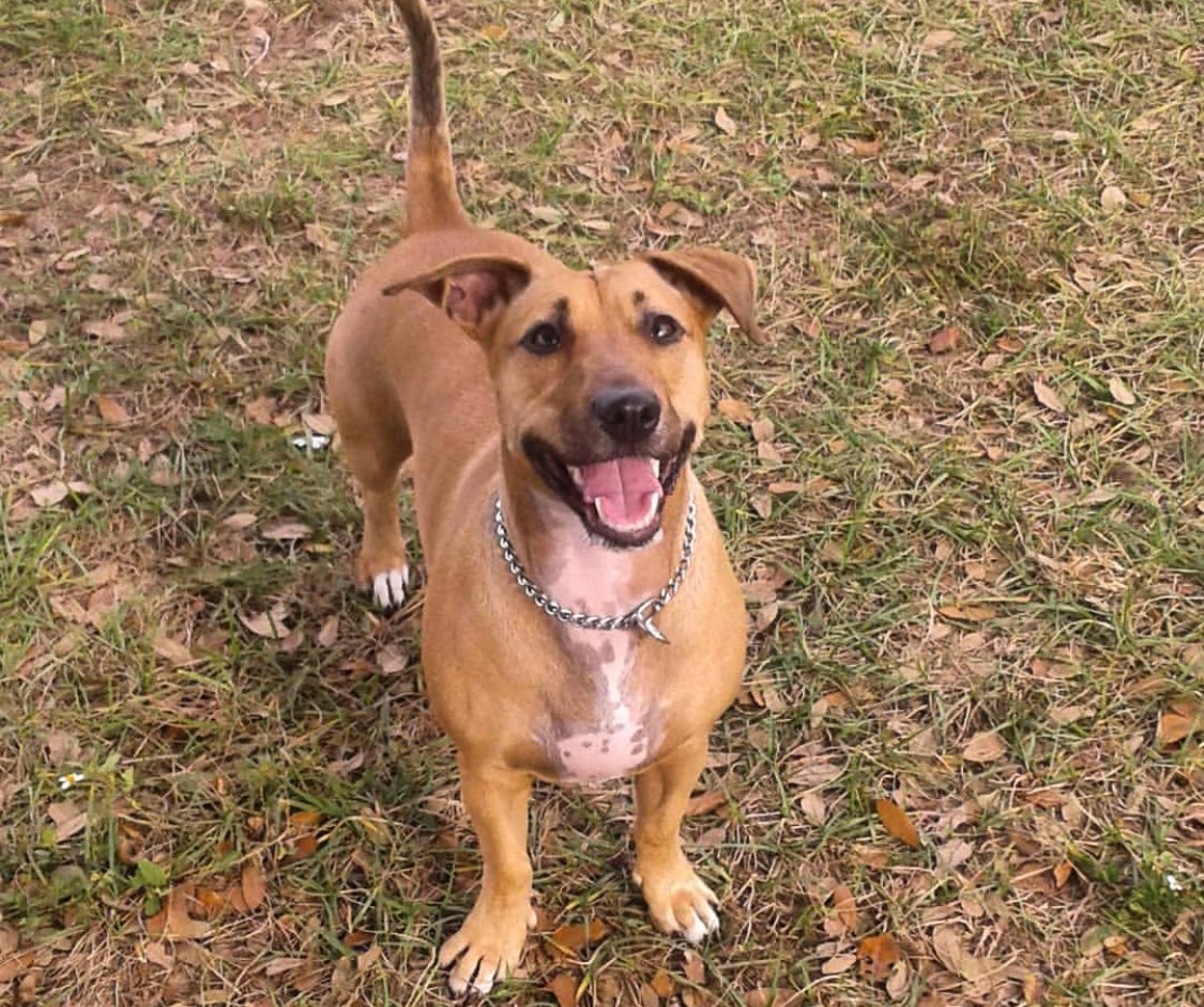 A Borgi standing on the grass while smiling