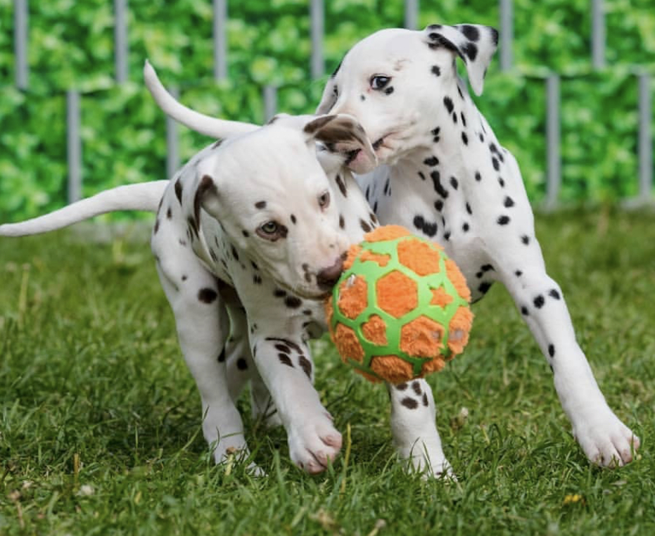 two Dalmatian puppies playing with a ball in the yard