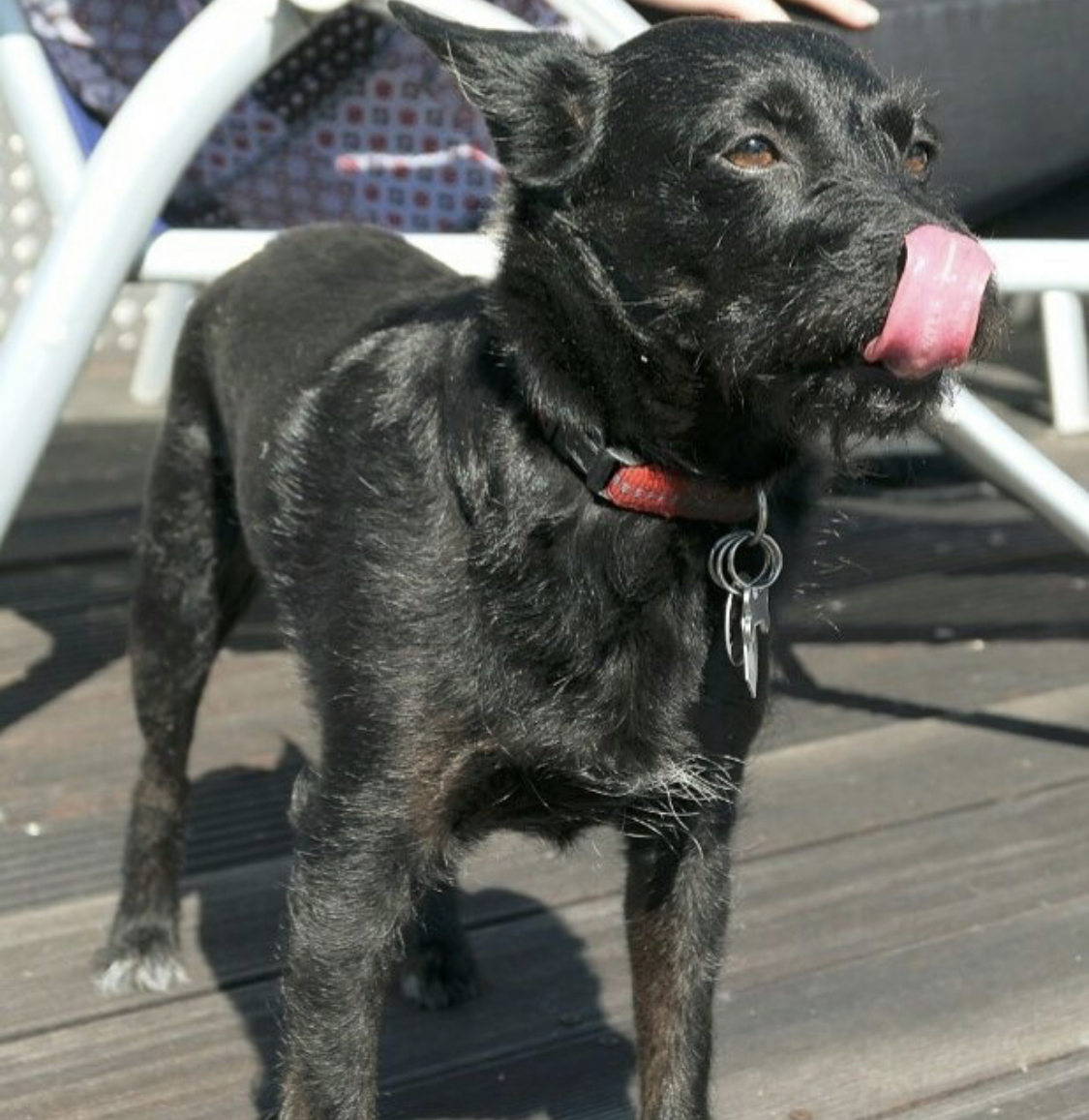 A black Labhuahua standing on the wooden floor while licking its nose