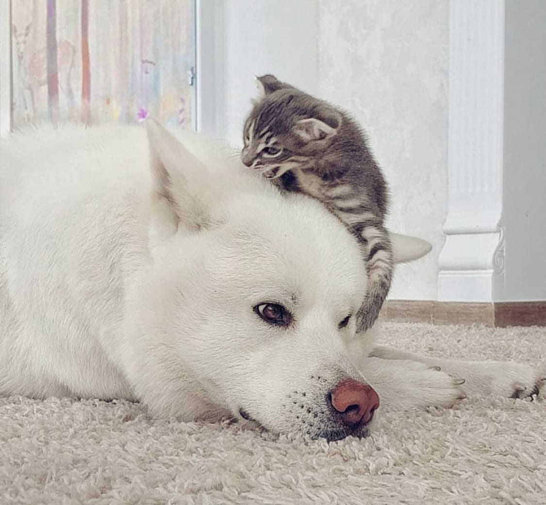 Akita lying on the carpet with a cat on top of her