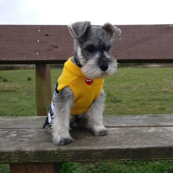 Schnauzer puppy in cute yellow sweater