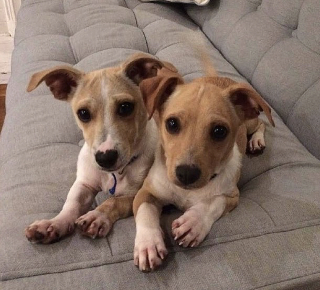 two Jack Huahuas lying on the couch