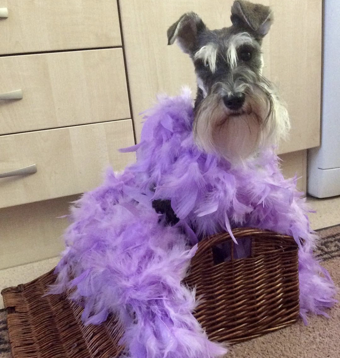 Schnauzer wearing purple feathered chicken outfit siting inside the basket