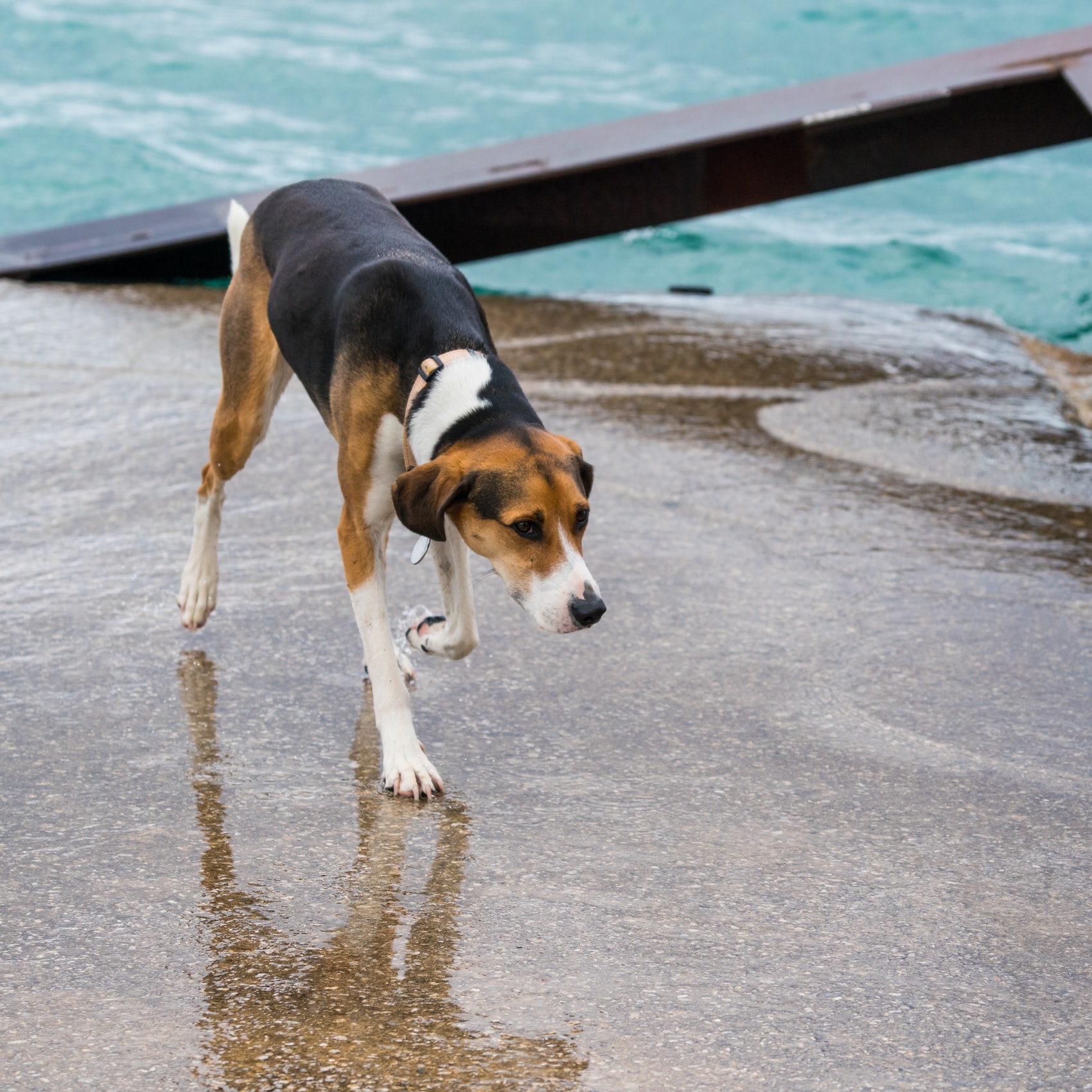 A Beagle walking on a wet pavement by the beach
