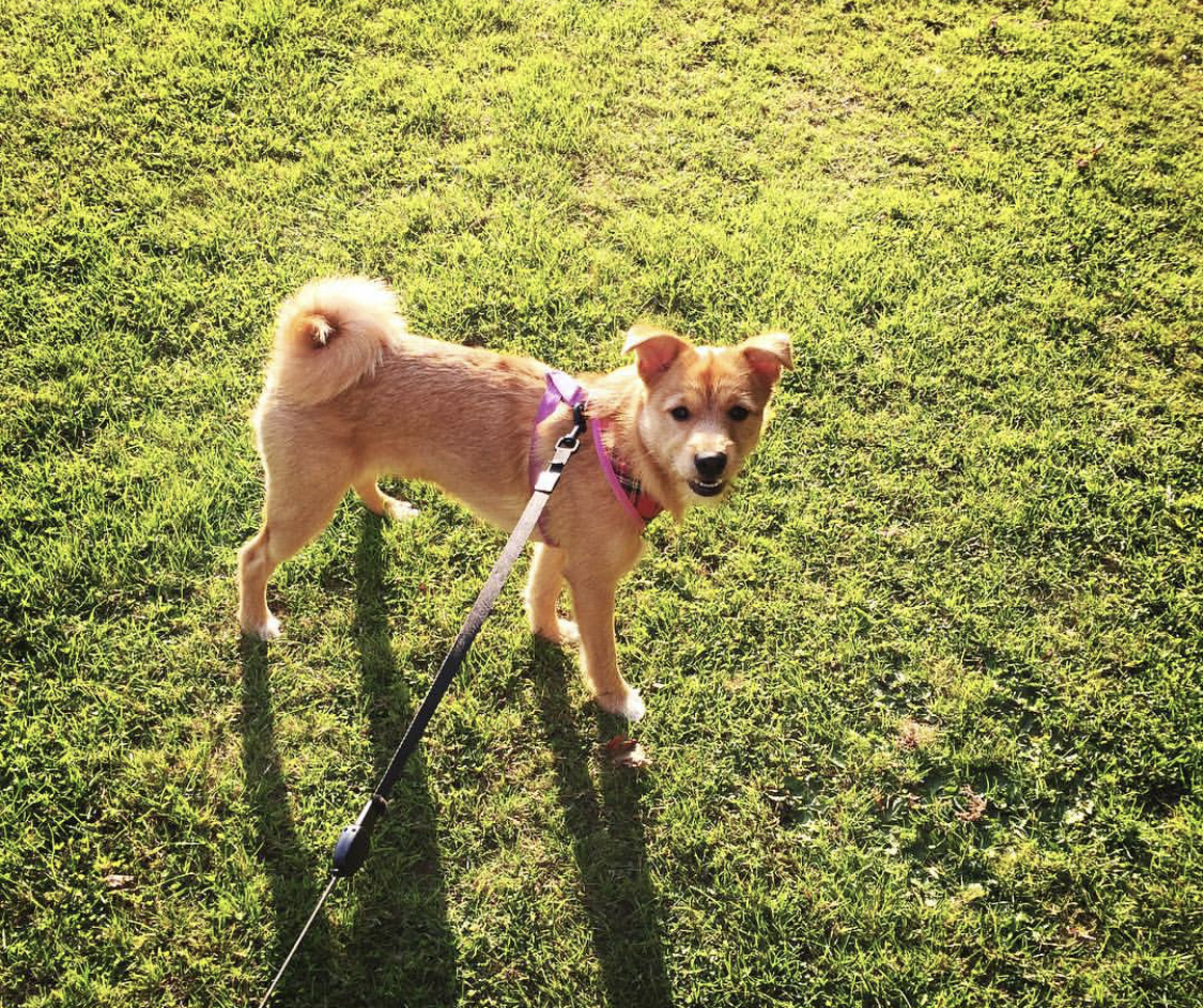 Pom Russel walking on the green grass