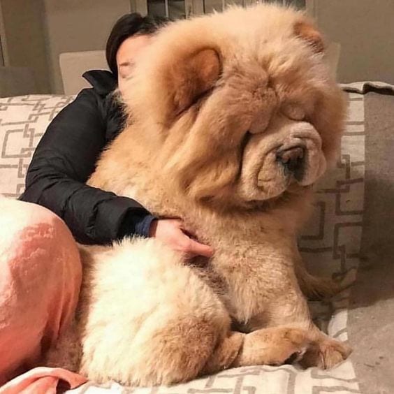 A large Chow Chow sitting on the couch with a woman hugging it from behind