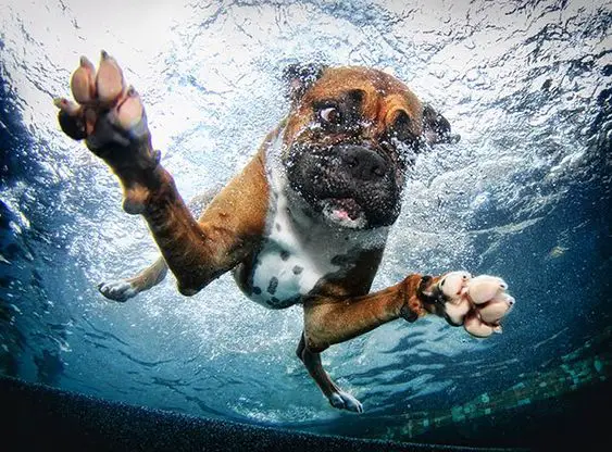 underwater photo of a Boxer Dog swimming in the pool