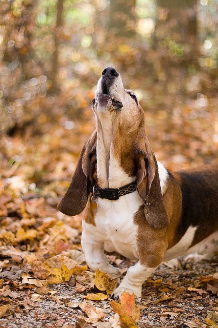 Basset Hound dog howling in the forest