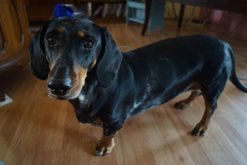 A Dachshund standing on the floor