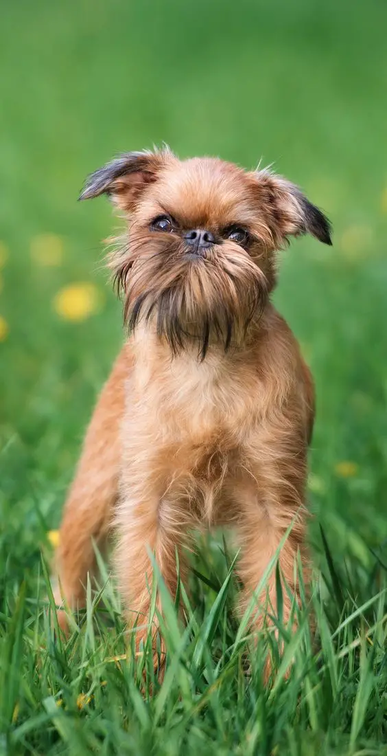 A Brussels Griffon standing on the grass