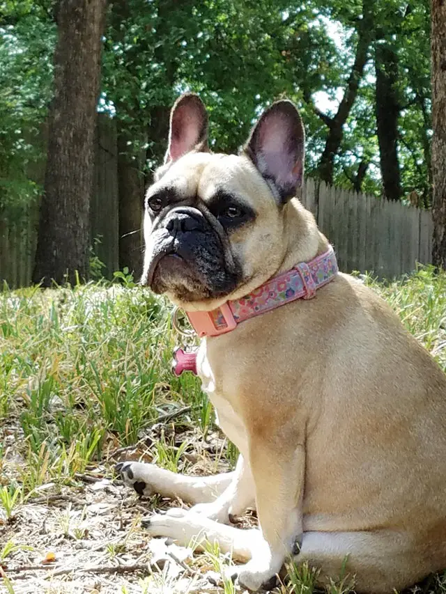 A French Bulldog sitting on the ground at the park