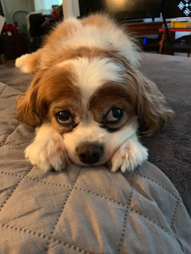 Cavalier King Charles Spaniel puppy lying down on the bead with its paws on the side of its face