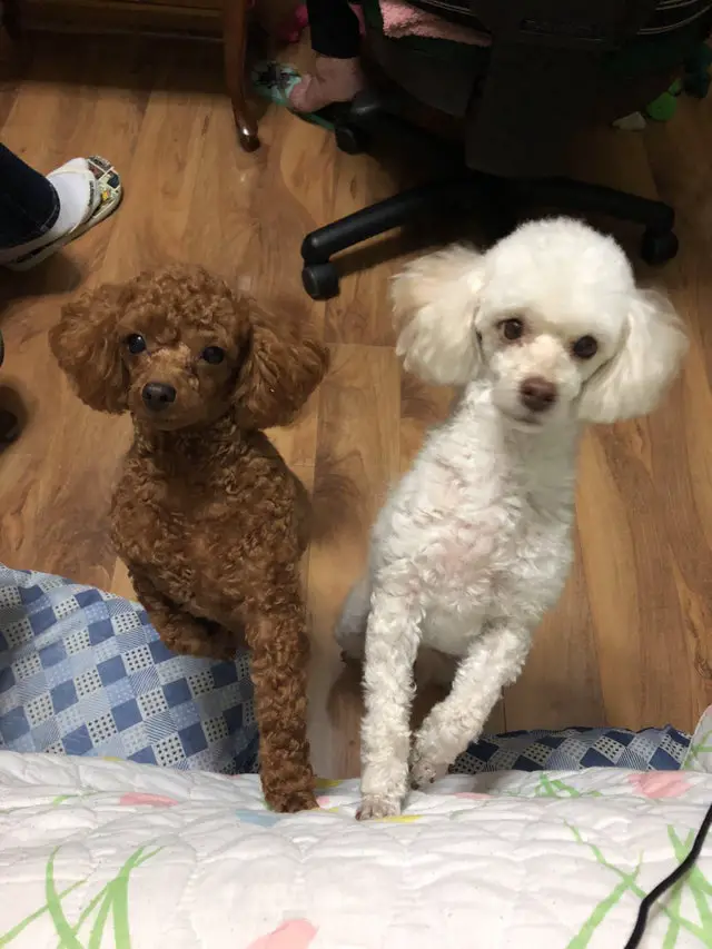 white and brown Poodles standing up with its begging faces