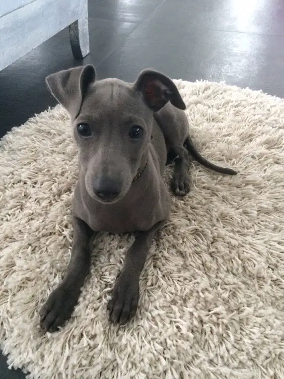 An Italian Greyhound puppy lying on the carpet