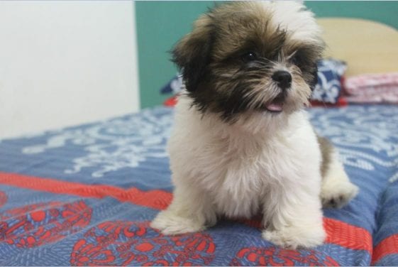 shih tzu puppy