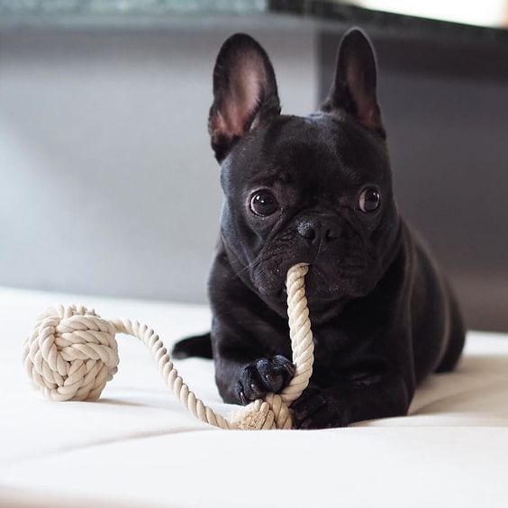 A black French Bulldog lying on the bed with a rope toy in its mouth