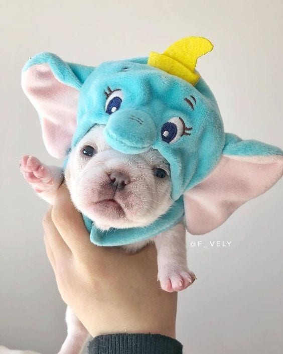 An French Bulldog puppy wearing an elephant head piece