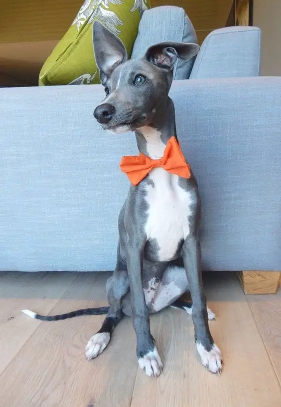 An Italian Greyhound puppy wearing an orange bow tie while sitting on the floor and looking sideways