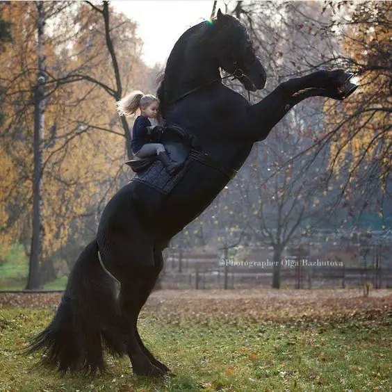 A little girl on the back of a standing up black horse at the park